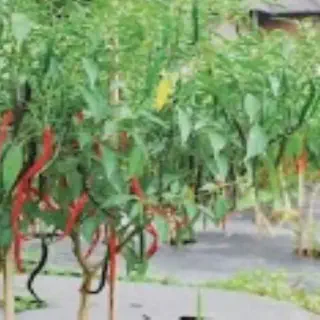 Video Budidaya Cabe: Cara Mudah Menanam dan Memelihara Cabai